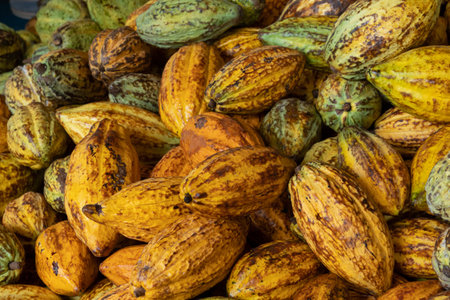 raw fresh cocoa pod, Cacao pods cocoa pods organic background.の写真素材