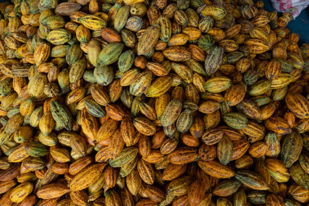 raw fresh cocoa pod, Cacao pods cocoa pods organic background.の写真素材