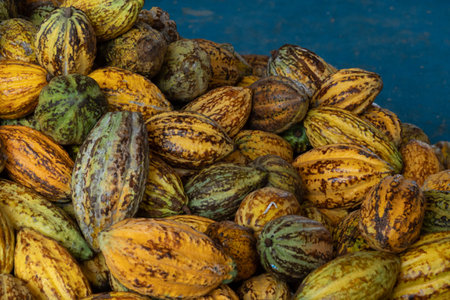 raw fresh cocoa pod, Cacao pods cocoa pods organic background.の写真素材