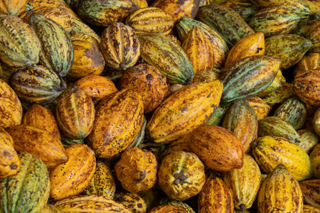 raw fresh cocoa pod, Cacao pods cocoa pods organic background.の写真素材