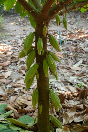 fresh cacao grow on the tree. Organic cocoa fruit pods in nature. Theobroma cacao.の写真素材