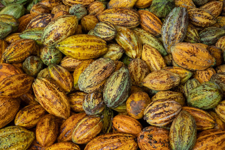raw fresh cocoa pod, Cacao pods cocoa pods organic background.の写真素材