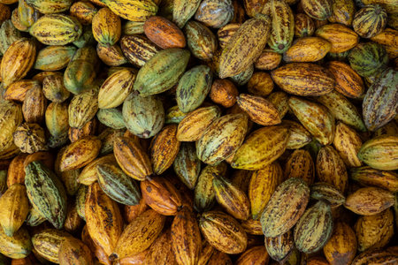 raw fresh cocoa pod, Cacao pods cocoa pods organic background.の写真素材