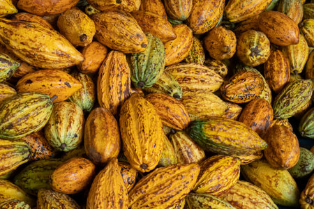 raw fresh cocoa pod, Cacao pods cocoa pods organic background.の写真素材