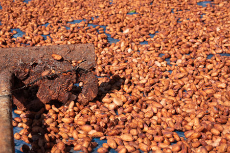 Dried and sun-dried cocoa bean background. Raw cocoa beans spread to dry in the sun at a processingの写真素材