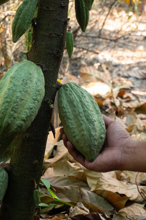 fresh cacao grow on the tree. Organic cocoa fruit pods in nature. Theobroma cacao.の写真素材