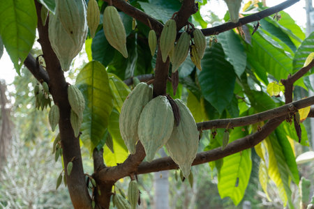 fresh cacao grow on the tree. Organic cocoa fruit pods in nature. Theobroma cacao.の写真素材