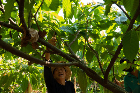fresh cacao grow on the tree. Organic cocoa fruit pods in nature. Theobroma cacao.の写真素材