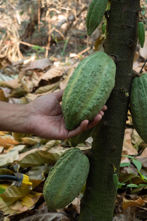 fresh cacao grow on the tree. Organic cocoa fruit pods in nature. Theobroma cacao.の写真素材