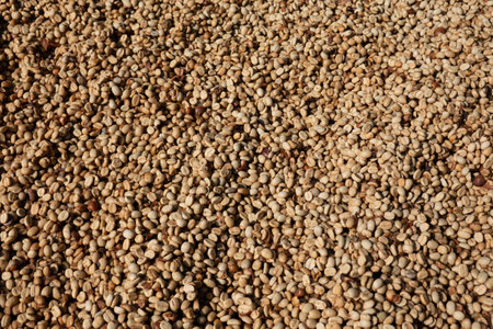 Coffee Beans Following the Solar Drying Process of the Organic. Coffee Bean in North Thailand. coffee beans background.の写真素材