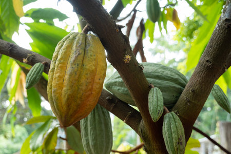 fresh cacao grow on the tree. Organic cocoa fruit pods in nature. Theobroma cacao.の写真素材