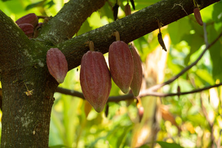 fresh cacao grow on the tree. Organic cocoa fruit pods in nature. Theobroma cacao.の写真素材