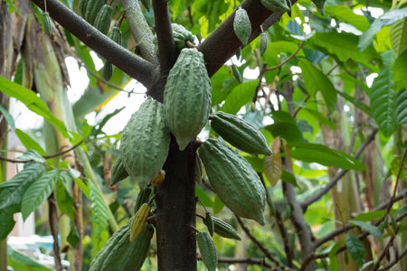 fresh cacao grow on the tree. Organic cocoa fruit pods in nature. Theobroma cacao.の写真素材