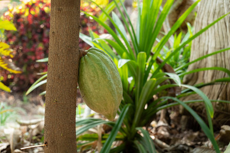 fresh cacao grow on the tree. Organic cocoa fruit pods in nature. Theobroma cacao.の写真素材