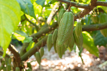 fresh cacao grow on the tree. Organic cocoa fruit pods in nature. Theobroma cacao.の写真素材