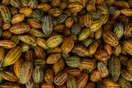 raw fresh cocoa pod, Cacao pods cocoa pods organic background.の写真素材