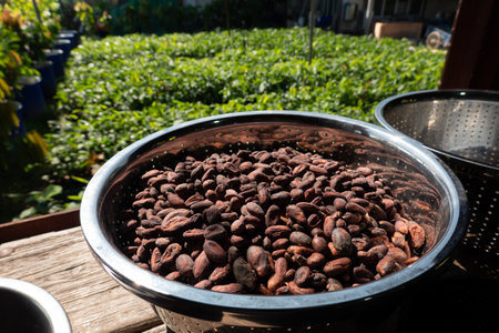 Dried and sun-dried cocoa bean background. Raw cocoa beans spread to dry in the sun at a processingの写真素材