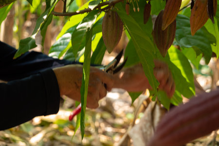 fresh cacao grow on the tree. Organic cocoa fruit pods in nature. Theobroma cacao.の写真素材