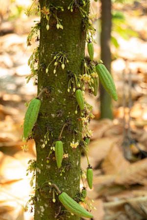 fresh cacao grow on the tree. Organic cocoa fruit pods in nature. Theobroma cacao.の写真素材