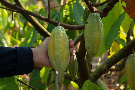 fresh cacao grow on the tree. Organic cocoa fruit pods in nature. Theobroma cacao.の写真素材