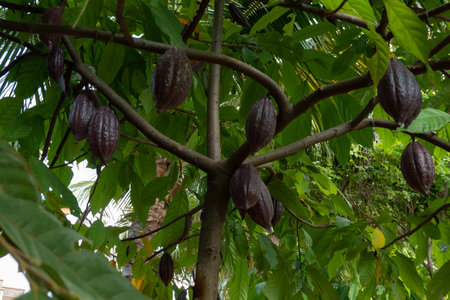 fresh cacao grow on the tree. Organic cocoa fruit pods in nature. Theobroma cacao.の写真素材