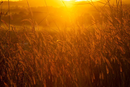 Morning view at morning sunrise, clouds in orange crimson colors. Silhouettes of trees, and a meadow on the hill. Colorful scenery skyline background.の写真素材