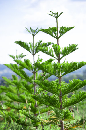 Close-up Norfolk Island pine (Araucaria heterophylla) green leaves and blue sky background.の写真素材