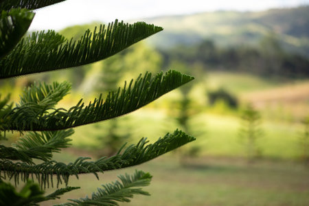 Close-up Norfolk Island pine (Araucaria heterophylla) green leaves and blue sky background.の写真素材