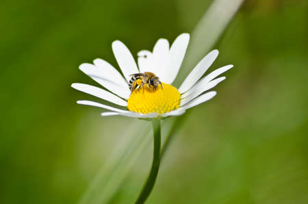Honey bee on a Daisyの写真素材