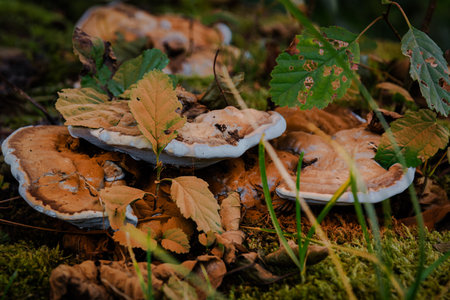 Forests, trees and leaves in autumn with colored leaves, berries, mushrooms