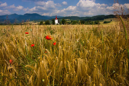 LiptovskÃ© MatiaÅ¡ovce in the fieldの写真素材