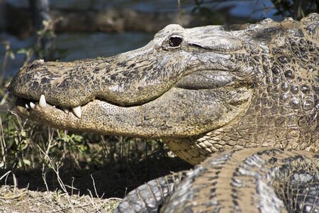 Smiling Aligator - Everglades National Park, Florida.の写真素材
