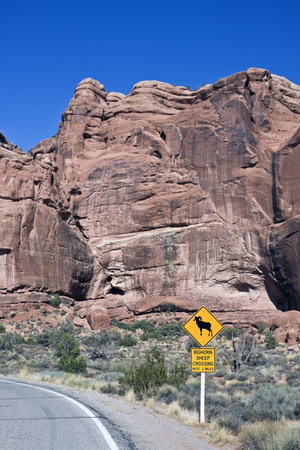 Be careful! - Sheep Crossing! - Arches national park