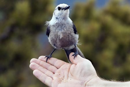 Bird on the hand - seen in Rocky Mountains - Colorado.の写真素材