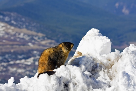 Marmot seen on the top of Mt Evans, Colorado.の写真素材