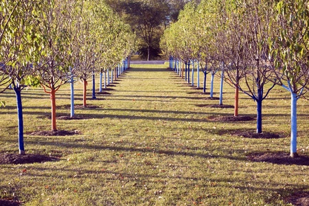 Tree rows in the park - protected for winter.の写真素材