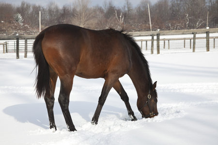 Horse searching in the fresh snow の写真素材