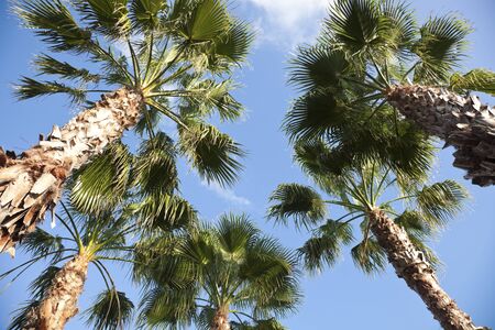 Palms - looking up. Seen in Miamiの写真素材
