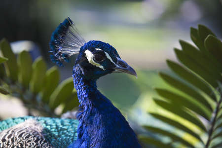 Peacock - seen in the garden in Floridaの写真素材