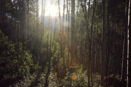 Trees in the mountains - Crater Lake trail towards Maroon Bells
