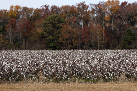 Cotton field in Delawareの写真素材