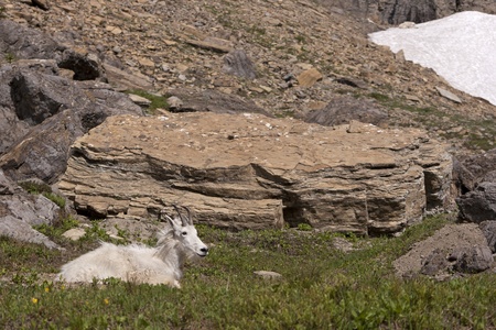 Mountain Goat in Glacier National Park, Montanaの写真素材