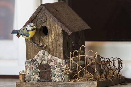 Chickadee bringing food to birdhouse - seen in Poland.の写真素材