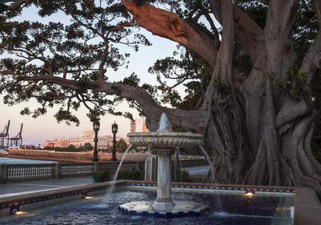 Fountain and old tree in Cadiz. Cadiz, Andalusia, Spain.の写真素材