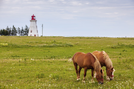 Horses in front of Panmure Head Lighthouse on Prince Edward Island. Prince Edward Island, Canada.の写真素材