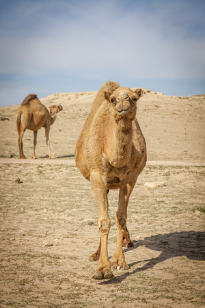 Camels in rural Kuwait. Kuwait City, Kuwait.の写真素材