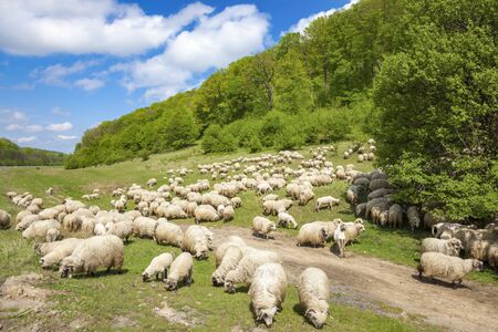 Flock of sheep in Brasov area. Brasov, Brasov County, Romania.の写真素材