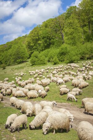 Flock of sheep in Brasov area. Brasov, Brasov County, Romania.の写真素材
