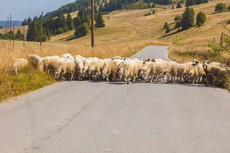 Sheep in the field. Belgrade, Belgrade, Serbia.の写真素材