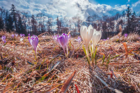 Gorce National Park. Lesser Poland, Poland.の写真素材